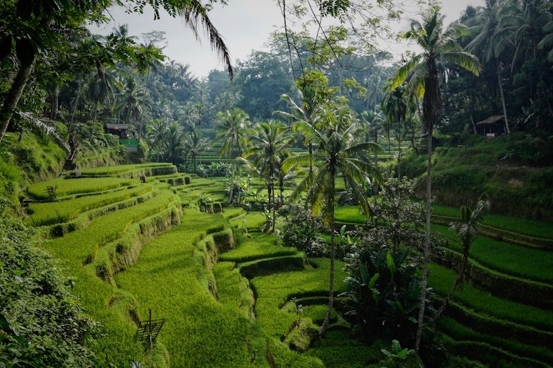 Bali rice terraces